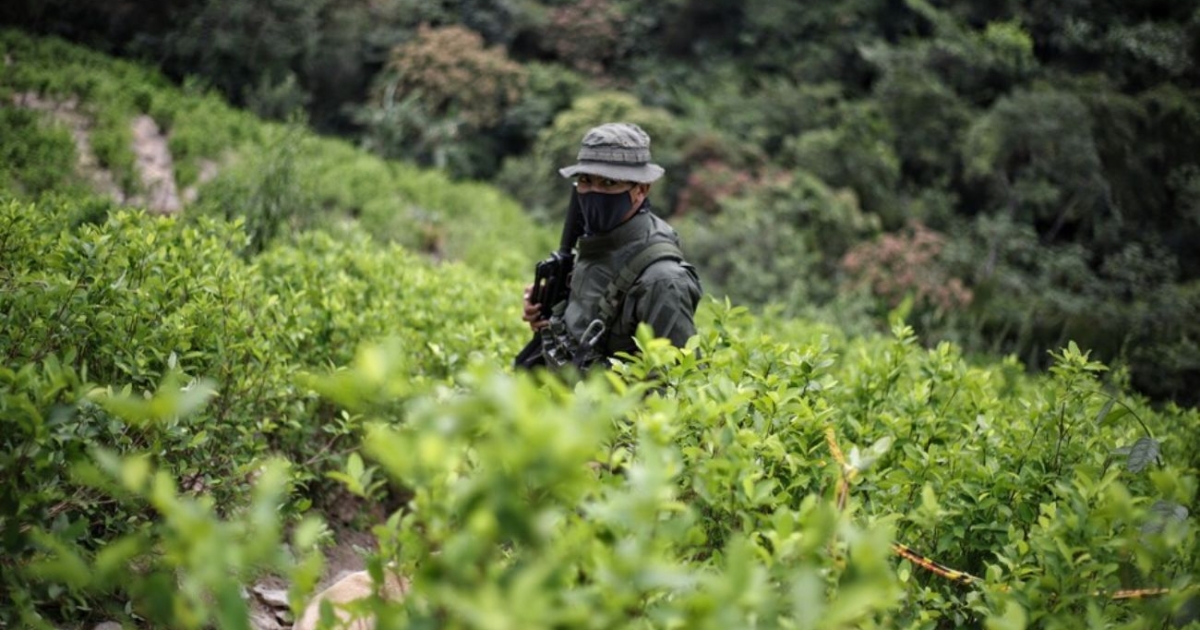 medida para frenar cocaína en Catatumbo
