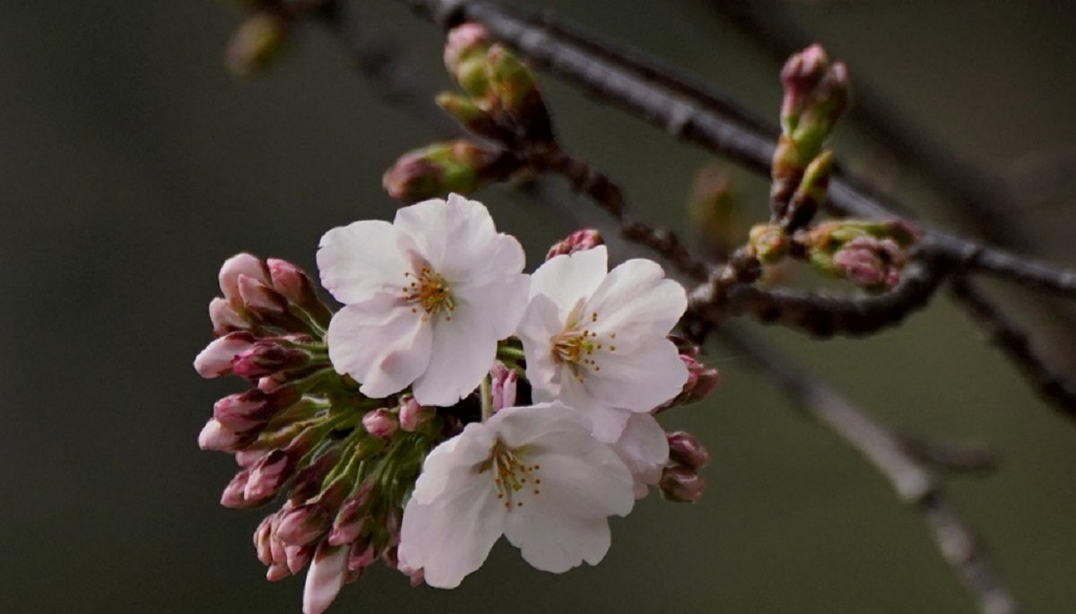 Ai mantiene la cereza en Japón