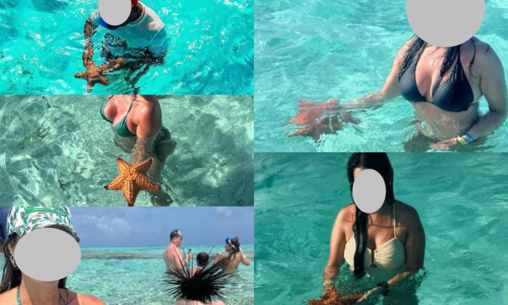Coralina advierte el peligro en la manipulación de la fauna del mar en San Andrés -
