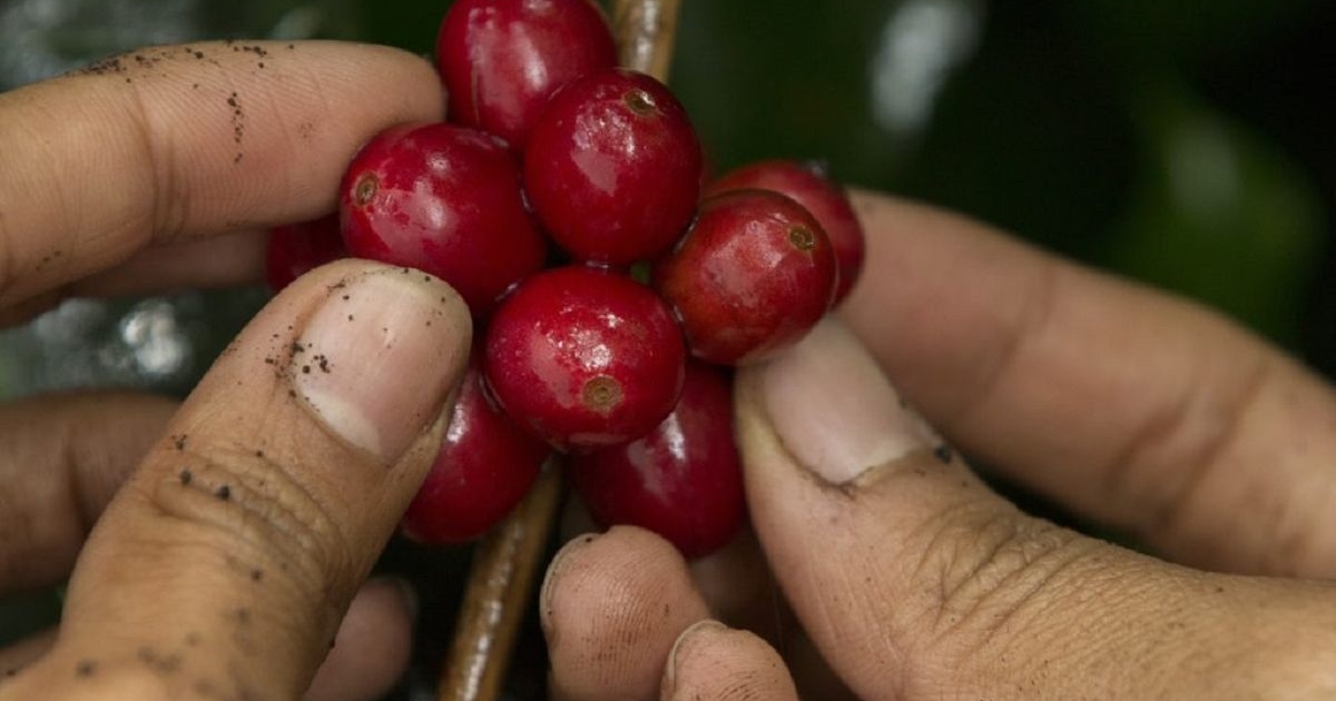 La producción de café en Colombia aumenta el 36%
