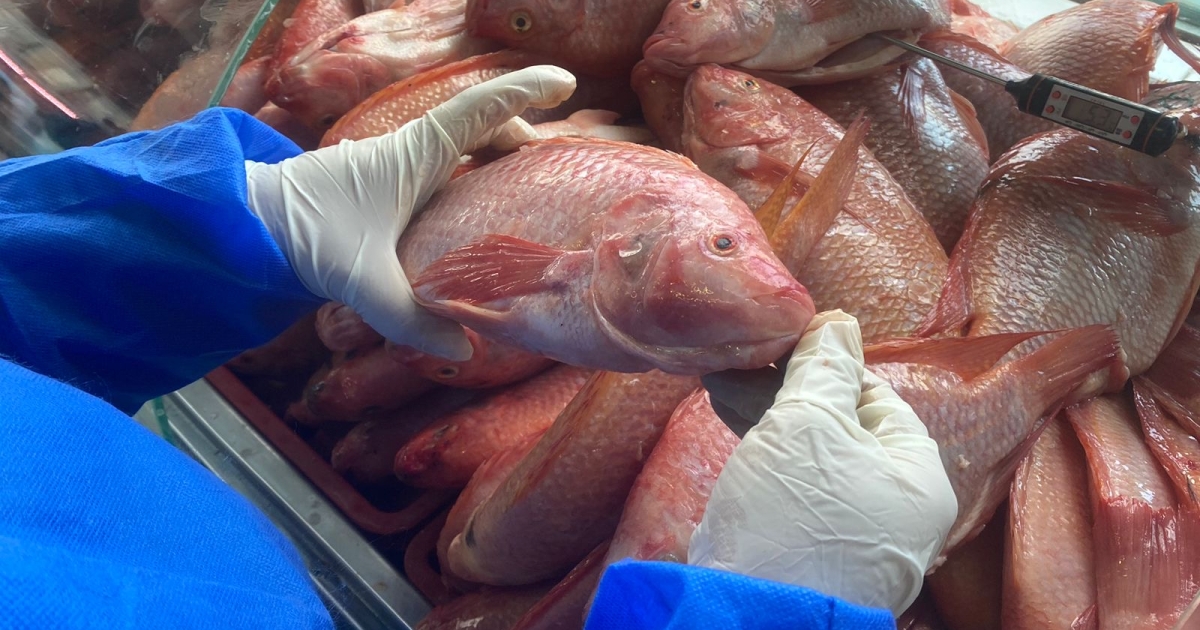 ¿Comprarás pescado durante la Semana Santa? Sigue estos consejos