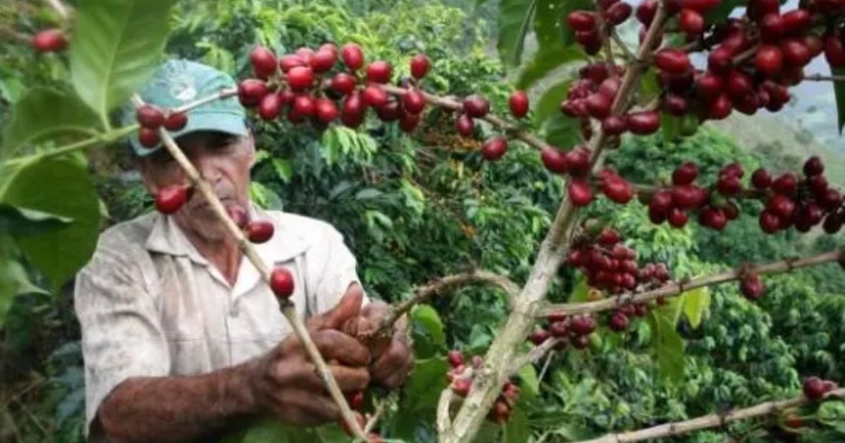 La producción de café que amenaza la lluvia en Colombia