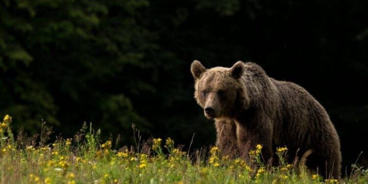 Los rusos no podrán tener lobos, osos, hipopps o zorros como mascotas