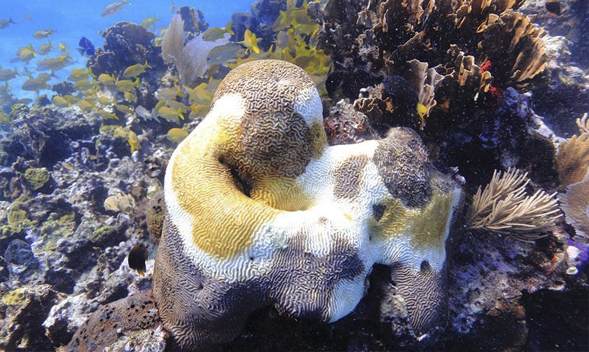 Corales en cuidados intensivos, científicos le meten antibiótico y fe al mar
