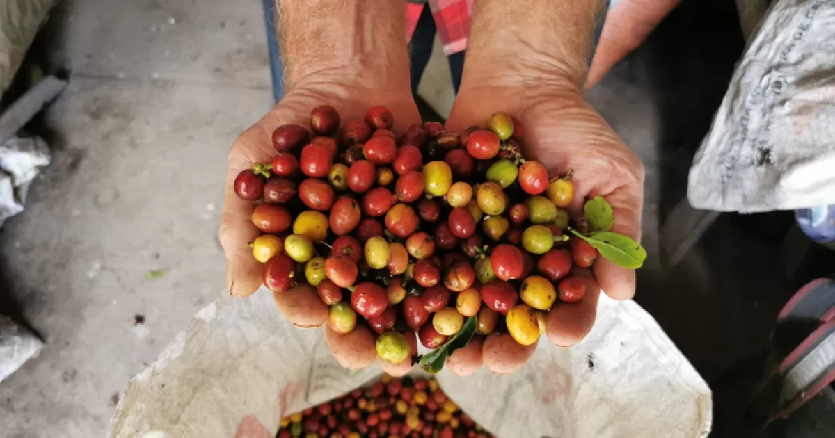Establecer un éxito de gremios de café en Colombia