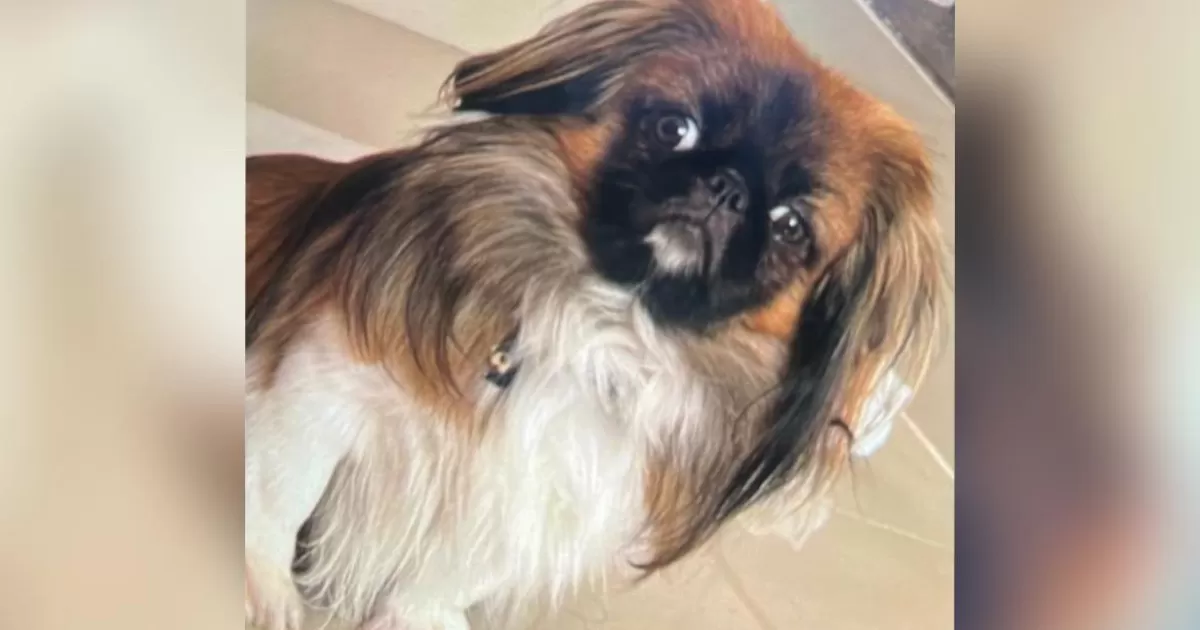 Exploran la muerte del perro maxi en autobús desde Medellín