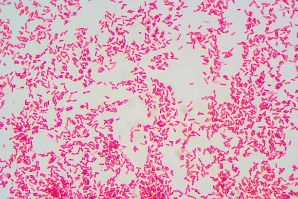 Las bacterias diseñadas abre la puerta a terapias microbianas revolucionarias