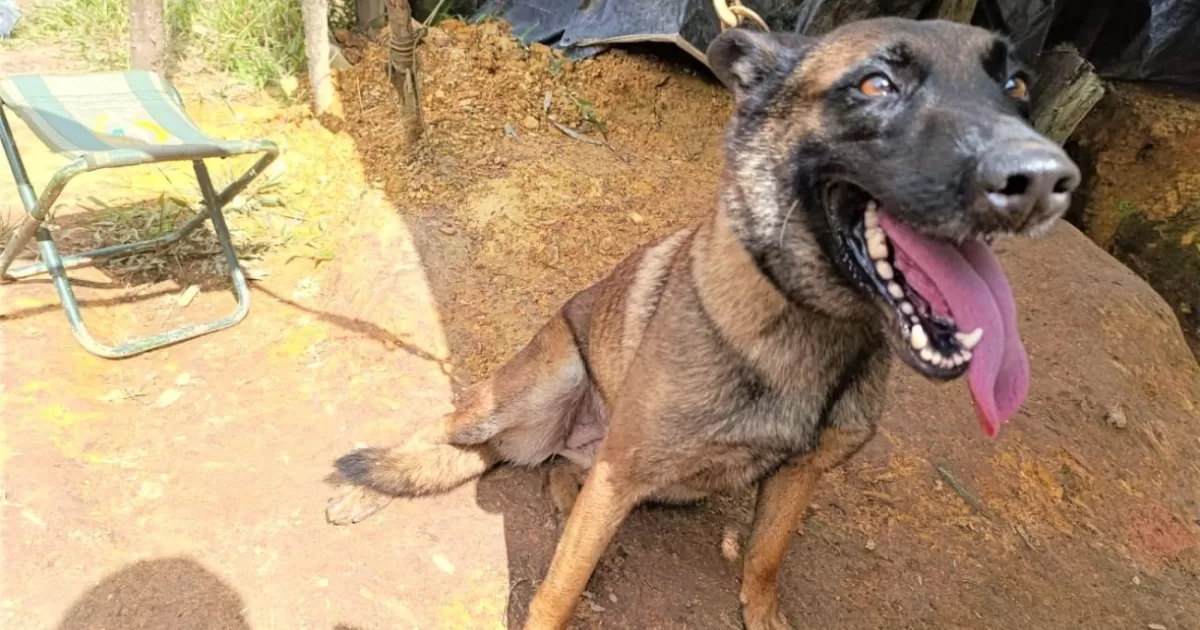 Sansón, perro antiexplosivo que salvó al ejército