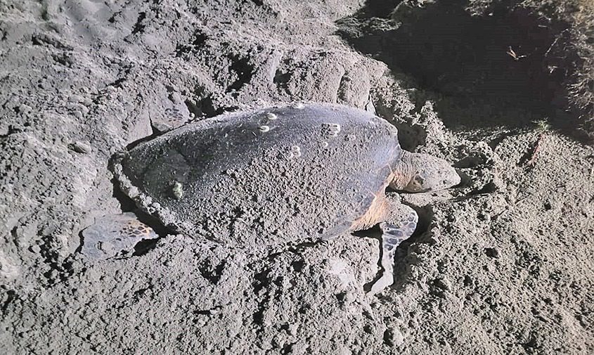 Continúa la temporada de anidación de tortugas marinas en el Archipiélago