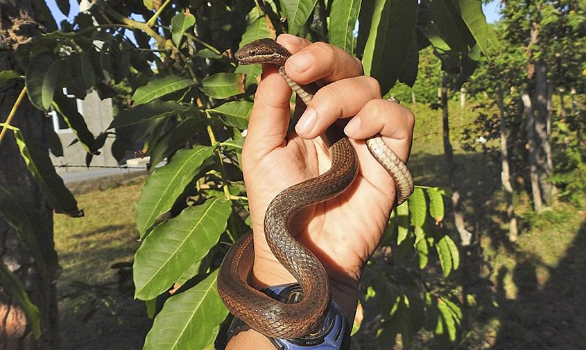 La culebra de Andresen: tesoro silvestre en peligro de extinción en San Andrés