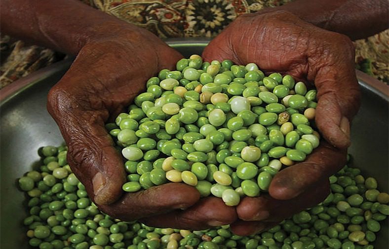 Agricultura insular con sabor ancestral: vuelven los “Semillas de saber y futuro”