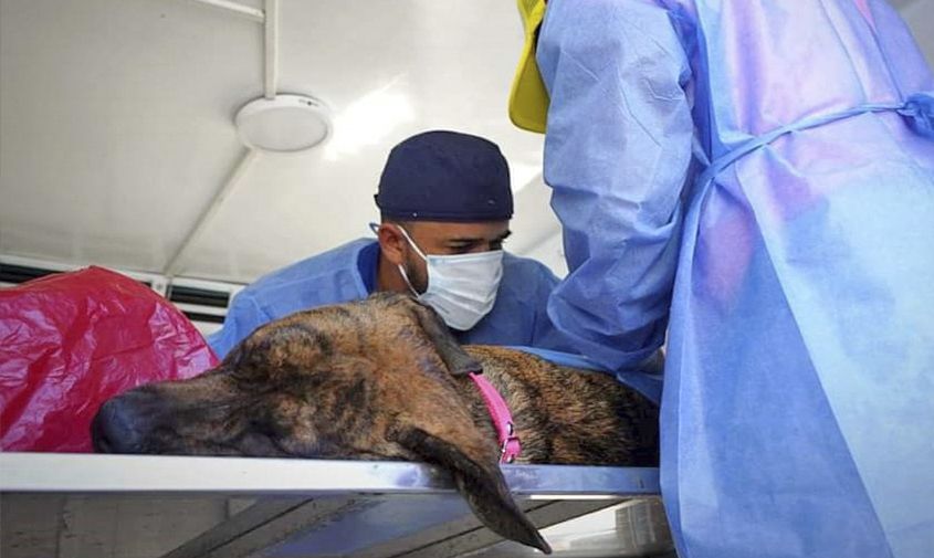 Jornada de esterilización gratuita para mascotas en San Andrés