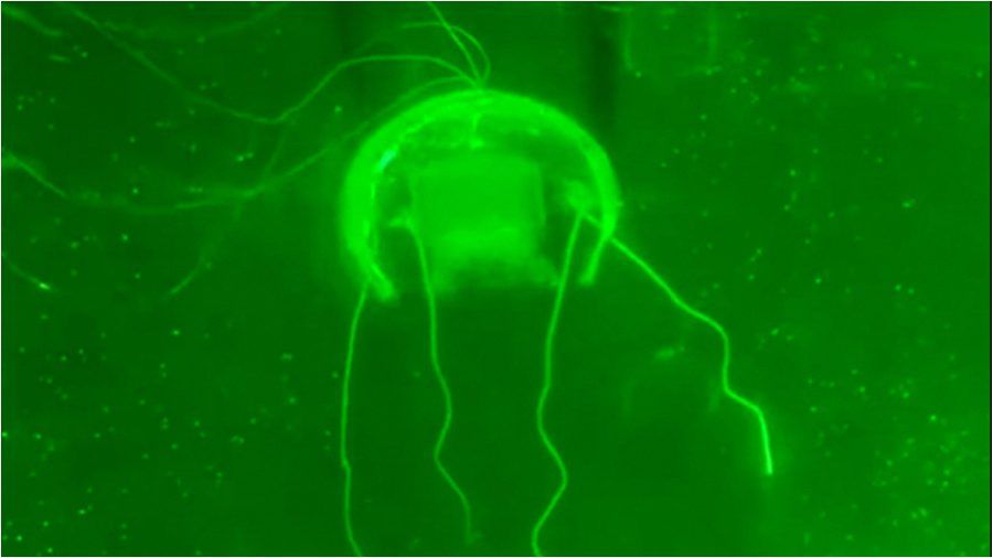Así luce una medusa robótica con "software" basado en inteligencia artificial