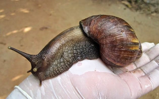 Autoridades de San Andrés intensifican control del caracol gigante africano