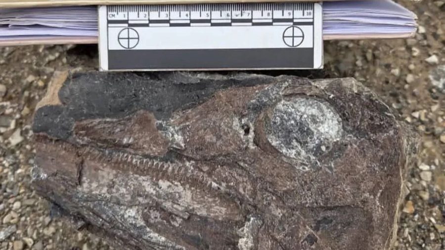 Hallados en Táchiri los restos fósiles del primer ictiosaurio