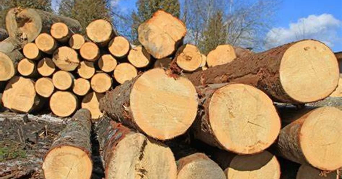 Los aranceles estadounidenses amenazan al sector de la industria maderera