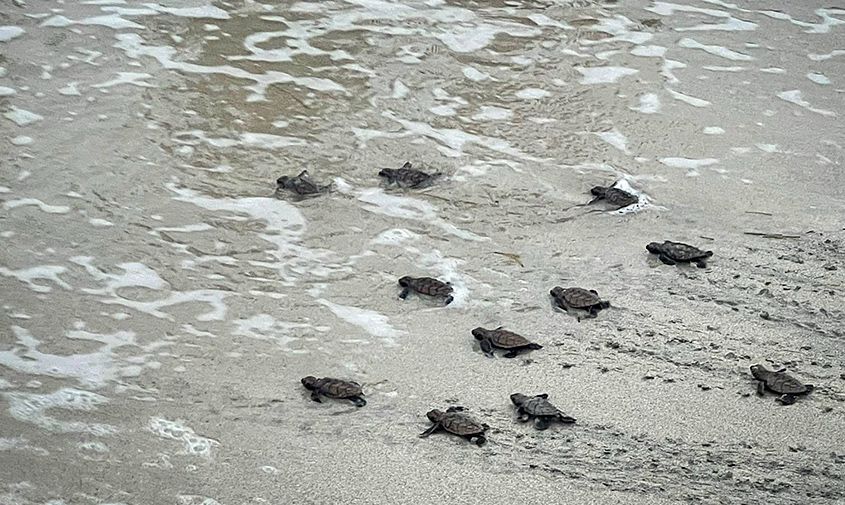 Providencia celebra nuevos nacimientos de tortugas marinas y mayor conciencia comunitaria
