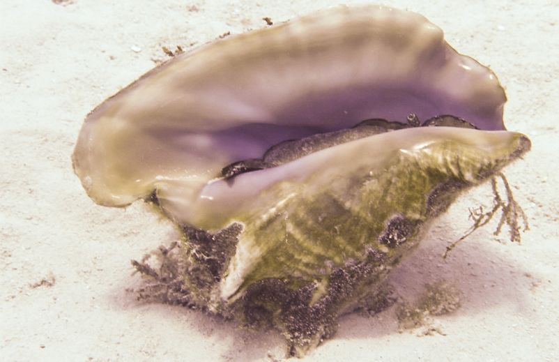 Autorizan pesca de caracol pala en el Archipiélago bajo estrictos requisitos