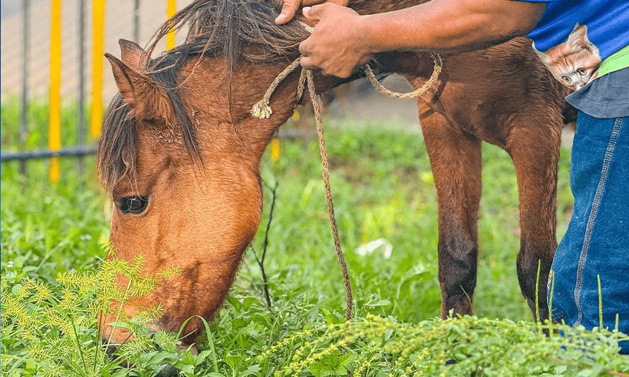 Trasladan equinos del Albergue Departamental para protegerlos de la temporada de lluvias