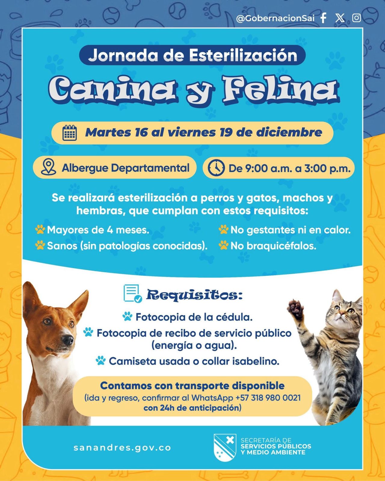 Jornada gratuita de esterilización: bienestar animal para una isla responsable