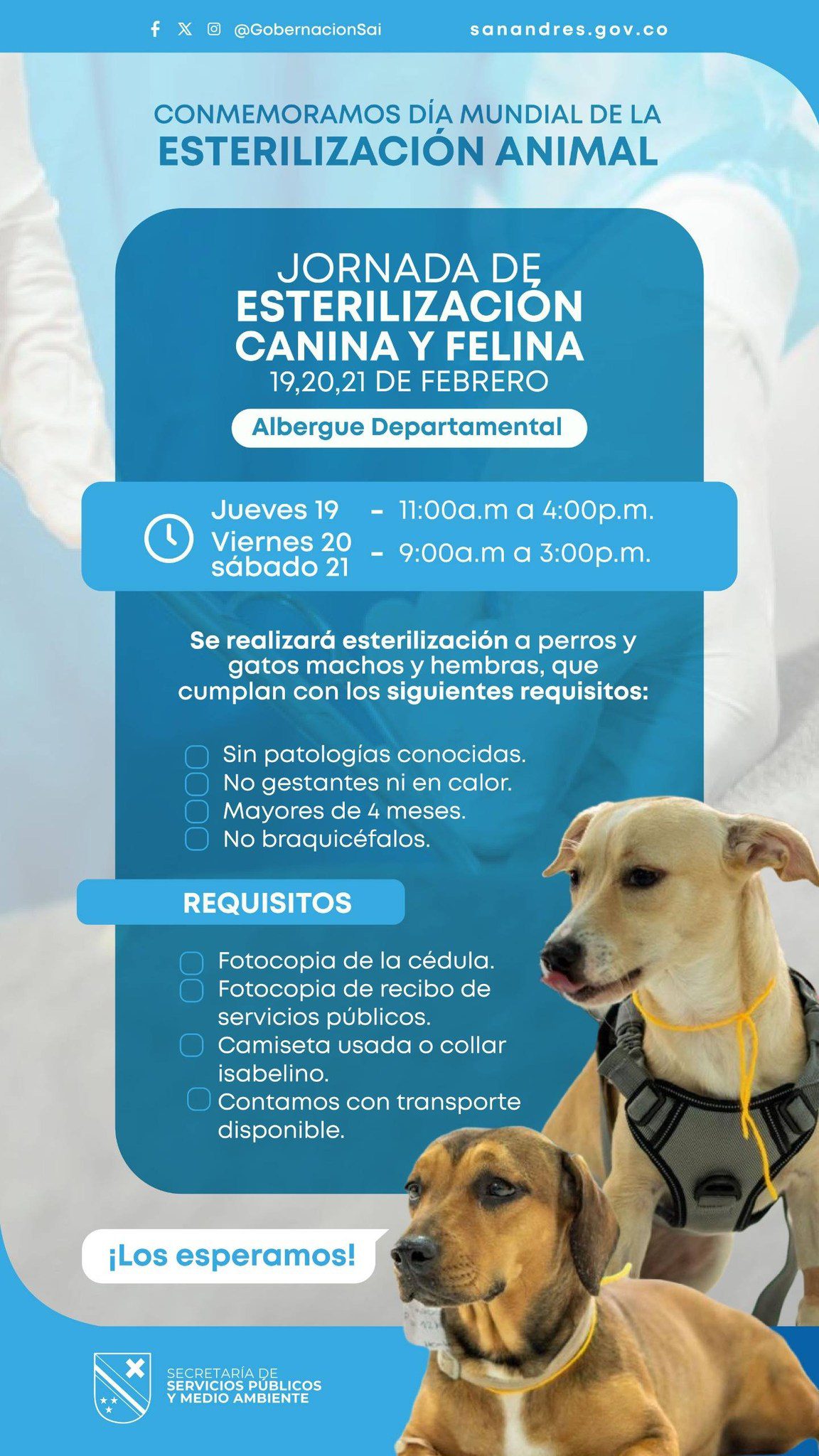 Nueva jornada de esterilización animal en la isla.