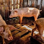 Matlina Hill asistencia porcícola que sí llega al corral (y lo que significa para la isla) Matlina Hill: asistencia porcícola que sí llega al corral (y lo que significa para la isla)