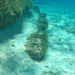Octubre 24 por qué el Día Mundial contra el Cambio Climático sí nos toca (y mucho) en San Andrés Octubre 24: por qué el Día Mundial contra el Cambio Climático sí nos toca (y mucho) en San Andrés